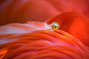 Dekokissen pink flamingo close up © Hans-Peter Ilge