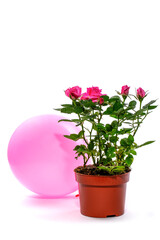 Indoor rose bush in a pot with a balloon