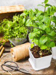 Assorted fresh herbs growing in pots on texture wood. Close-up. Green basil, mint. oregano, thyme and rosemary. Mixed fresh aromatic herbs in pots.Set of culinary herbs.Copy space.Lifestyle concept
