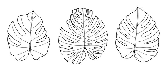 Black and white vector botanical illustration with monstera leaves for coloring books, decor, covers, decor, cards and presentations