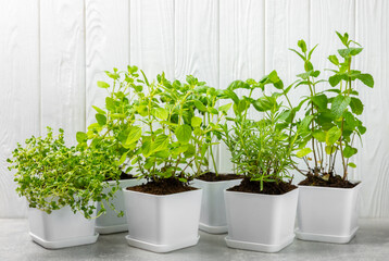 Assorted fresh herbs growing in pots against a white wall.Close-up. Green basil, mint. oregano, thyme and rosemary. Mixed fresh aromatic herbs in pots.Set of culinary herbs.Copy space.Gardening concep