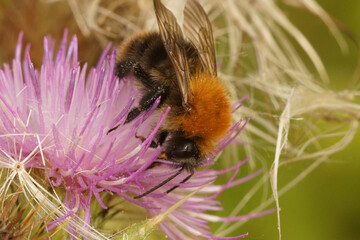Closeup on the dark variant of the brown banded bumblbee, Bombus pascuorum