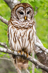 Barred owl standing watch in vertical