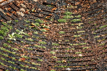 Close up of a rusted circular tree grate with spring grass and weeds growing through covered in raindrops