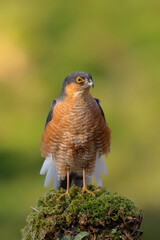 Male European Sparrowhawk