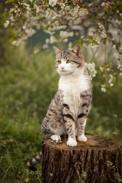 Photo of a beautiful striped cat near a cherry blossom.