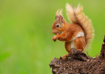 Red Squirrel with Nut