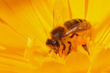 Bee on Marigold Flower