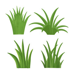 Obraz premium Vector watercolor spring,summer grass bushes