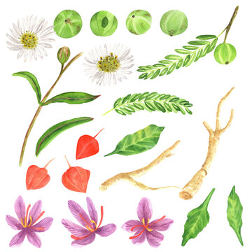 A set of hand drawn watercolor illustrations. Ayurvedic plants: amla or Indian gooseberry, ashwaghanda or Indian ginseng, saffron and bringaraj. These can be used for printing design, scrapbooking or