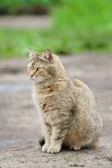 Gray striped cat walks on a leash on green grass outdoors.