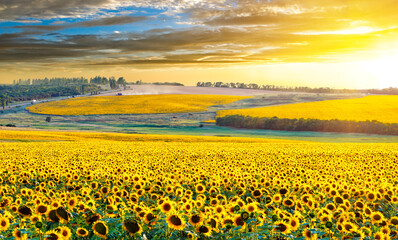 Sunflower harvest at sunset near the Sea of Azov in Ukraine