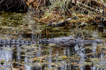 Fototapeta na wymiar American alligator hiding in water
