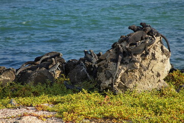 Marine Iguanas on a rock in Puerto Ayora on Santa Cruz island of Galapagos islands, Ecuador, South America
