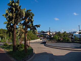 Opuntia tree in Puerto Ayora on Santa Cruz island of Galapagos islands, Ecuador, South America
