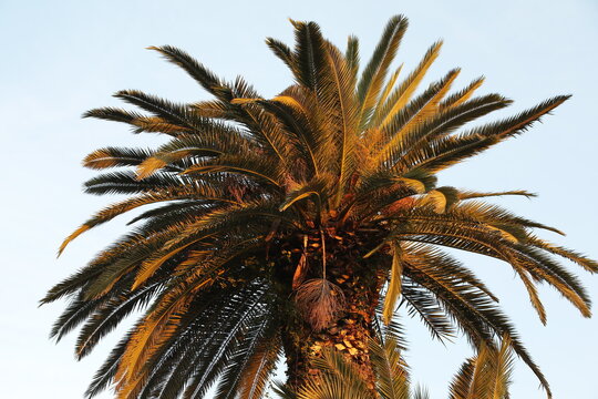 View of the crown of a palm tree with branches illuminated by the light of the setting sun image from bottom to top on a blue sky background