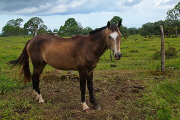 Horse on a pasture at Santa Rosa on Santa Cruz island of Galapagos islands, Ecuador, South America
