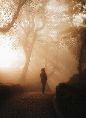 Walking in a foggy forest suring sunset