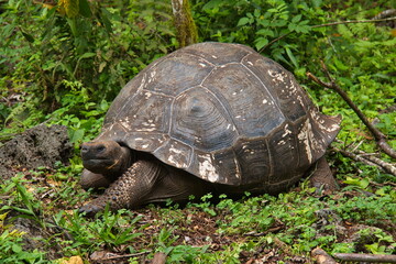 Galapagos tortoise at Santa Rosa on Santa Cruz island of Galapagos islands, Ecuador, South America
