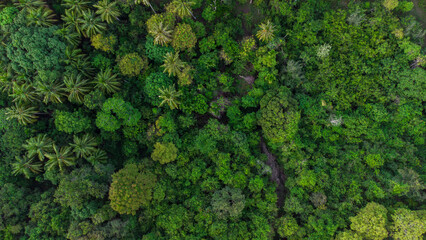 Top-Down View of Dense Green Tropical Rainforest Canopy