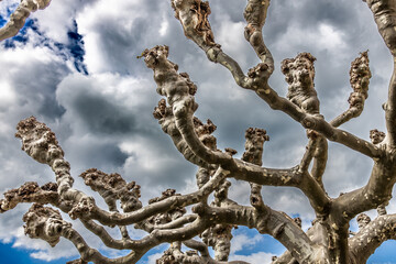 Pruned plane tree with sky with dark clouds in the background