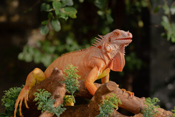 The iguana, also known as the American iguana, is a large, arboreal, mostly herbivorous lizard species of the genus Iguana. It's from Central America, South America, taken at close range. with blurry 