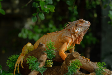 The iguana, also known as the American iguana, is a large, arboreal, mostly herbivorous lizard species of the genus Iguana. It's from Central America, South America, taken at close range. with blurry 