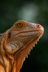 The iguana, also known as the American iguana, is a large, arboreal, mostly herbivorous lizard species of the genus Iguana. It's from Central America, South America, taken at close range. with blurry 