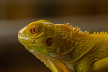 The iguana, also known as the American iguana, is a large, arboreal, mostly herbivorous lizard species of the genus Iguana. It's from Central America, South America, taken at close range. with blurry 
