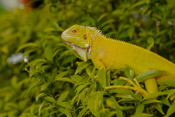 The iguana, also known as the American iguana, is a large, arboreal, mostly herbivorous lizard species of the genus Iguana. It's from Central America, South America, taken at close range. with blurry 