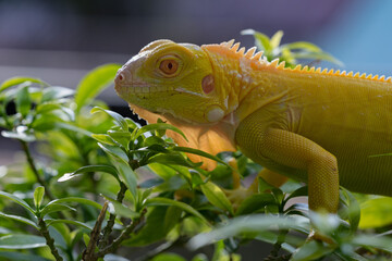 The iguana, also known as the American iguana, is a large, arboreal, mostly herbivorous lizard species of the genus Iguana. It's from Central America, South America, taken at close range. with blurry 