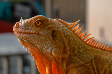 The iguana, also known as the American iguana, is a large, arboreal, mostly herbivorous lizard species of the genus Iguana. It's from Central America, South America, taken at close range. with blurry 