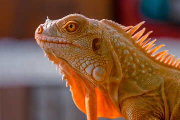 Fototapeta premium The iguana, also known as the American iguana, is a large, arboreal, mostly herbivorous lizard species of the genus Iguana. It's from Central America, South America, taken at close range. with blurry 