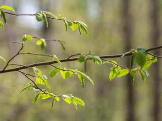 Budding fresh leaves on a twig of forest trees - , macro photo, taken in early spring, blurred forest in the background