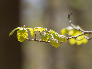 Budding fresh leaves on a twig of forest trees - oak, macro photo, taken in early spring, blurred forest in the background