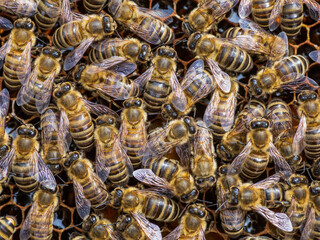 Honey bees on the comb, side by side, close-up