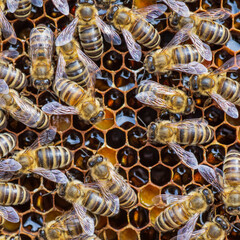 Honey bees on the comb full of fresh honey, side by side, close-up