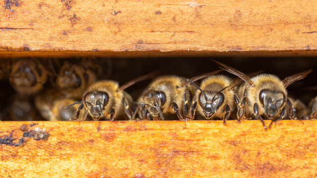 Honey bees in the hive between the frames in a defensive position, macro photo