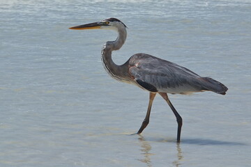 Garza Morena in Puerto Ayora on Santa Cruz island of Galapagos islands, Ecuador, South America
