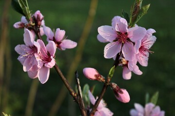 Obraz premium Branch with pink peach blossom
