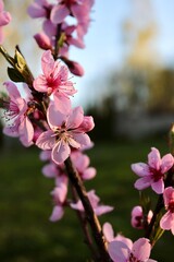 Branch with pink peach blossom