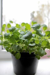 seedlings of cabbage and flowers are growing in a pot on the windowsill.