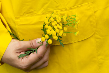 yellow mimosa against background yellow raincoat pr