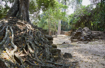 Naklejka na ściany i meble The Overlooked Krol Romeas Elephant Sanctuary in Angkor, Cambodia