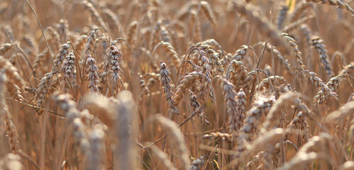 Wheat, close up. Spikelets of a cereal plant. Wheat business. Grain agriculture. Wheat field before harvest