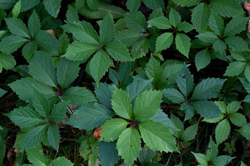 Green foliage of the bush parthenocissus Gardening