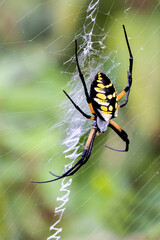 Large yellow garden writing spider