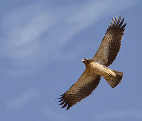 aguila calzada controlando el territorio