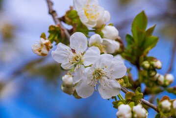 Fototapeta premium White flowers of a cherry blossom tree close up Spring twig branch beautiful green blue Background Macro soft airy blurred sunset backlight copy space