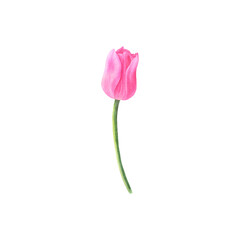 Pink tulip isolated on transparent background, botanical illustration. Watercolor hand drawn illustration.